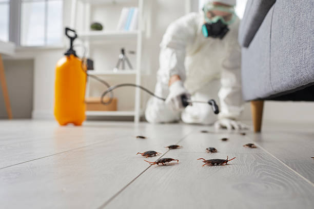 Commercial Kitchen Cockroach Control in Geraldine